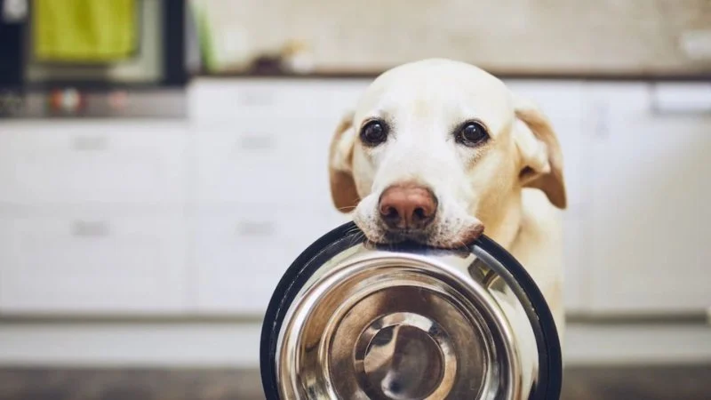 How Much Should You Feed Your Pet? Portion Guide by Age & Breed
