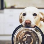 How Much Should You Feed Your Pet? Portion Guide by Age & Breed