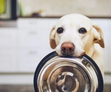 How Much Should You Feed Your Pet? Portion Guide by Age & Breed
