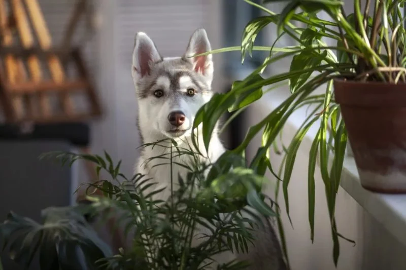 Handling Pet Poisoning: What to Do If Your Pet Ingests Something Toxic