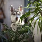 Handling Pet Poisoning: What to Do If Your Pet Ingests Something Toxic