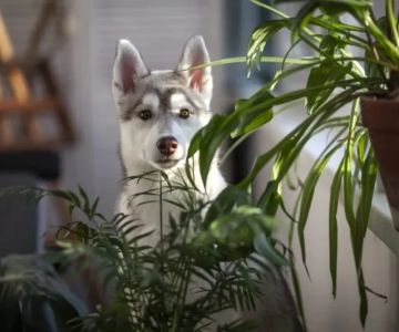 Handling Pet Poisoning: What to Do If Your Pet Ingests Something Toxic