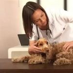 Why More Owners Are Choosing Holistic Veterinary Care for Their Pets