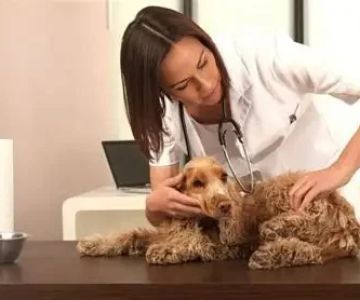Why More Owners Are Choosing Holistic Veterinary Care for Their Pets