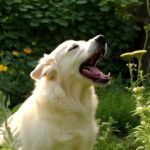 How to Stop Excessive Barking: Tools & Training Tips for Dogs