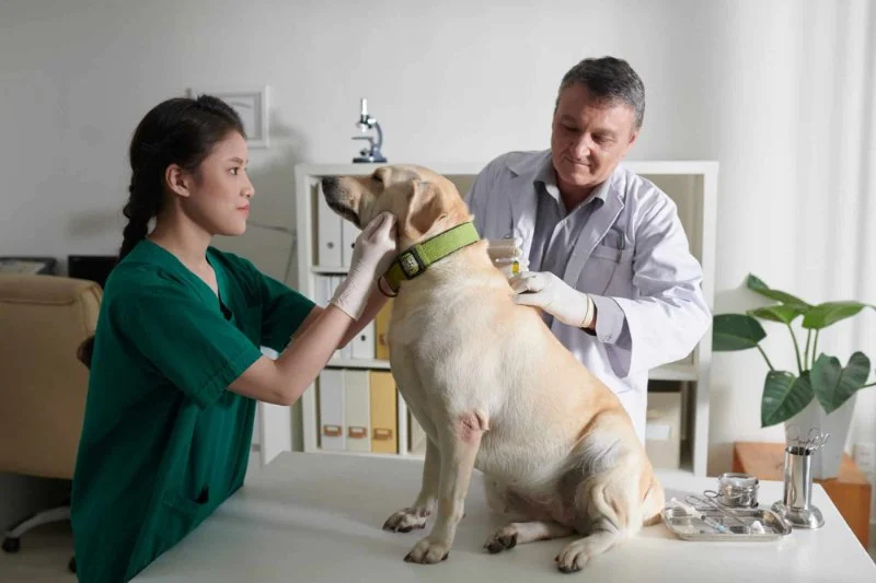 Natural Remedies vs Vet Treatments: Making the Right Choice for Your Pet