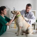 Natural Remedies vs Vet Treatments: Making the Right Choice for Your Pet
