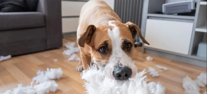 Redirecting Destructive Chewing in Puppies – Effective Solutions for Pet Owners