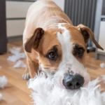Redirecting Destructive Chewing in Puppies – Effective Solutions for Pet Owners