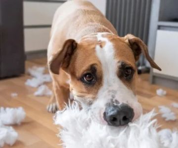 Redirecting Destructive Chewing in Puppies – Effective Solutions for Pet Owners