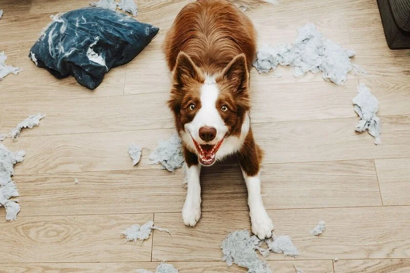Dealing with Separation Anxiety in Dogs & Cats – Effective Solutions