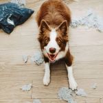 Dealing with Separation Anxiety in Dogs & Cats – Effective Solutions