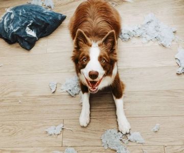 Dealing with Separation Anxiety in Dogs & Cats – Effective Solutions