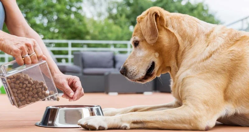 How Often Should You Change Your Pet’s Diet? A Vet’s View