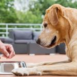 How Often Should You Change Your Pet’s Diet? A Vet’s View
