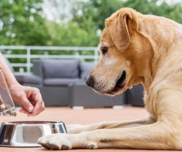 How Often Should You Change Your Pet’s Diet? A Vet’s View