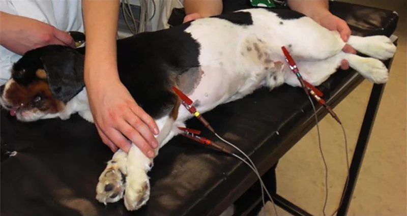 The Adoption of Wearable EKG / Heart Monitors for Dogs & Cats – Benefits & Insights