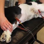 The Adoption of Wearable EKG / Heart Monitors for Dogs & Cats – Benefits & Insights