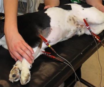 The Adoption of Wearable EKG / Heart Monitors for Dogs & Cats – Benefits & Insights