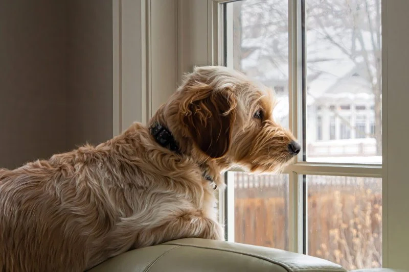 Coping with Pet Separation During Long Vacations: Tips & Solutions