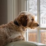Coping with Pet Separation During Long Vacations: Tips & Solutions