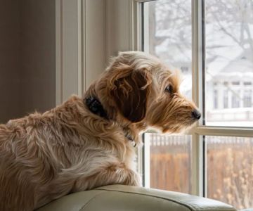 Coping with Pet Separation During Long Vacations: Tips & Solutions