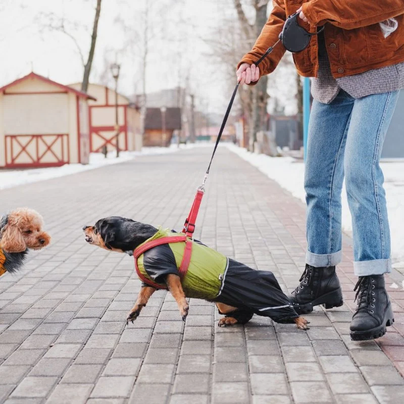 Leash Pulling in Dogs: Causes & Effective Correction Techniques