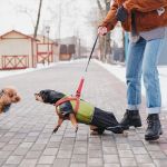 Leash Pulling in Dogs: Causes & Effective Correction Techniques