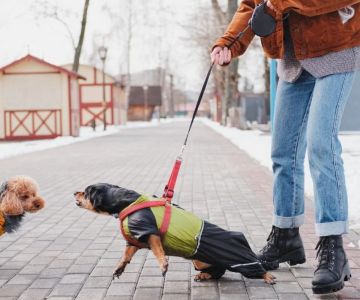 Leash Pulling in Dogs: Causes & Effective Correction Techniques