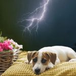 How to Calm a Nervous Pet During a Thunderstorm or Fireworks – Expert Tips