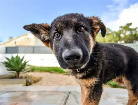 How to Spot Early Signs of Pet Kidney Disease