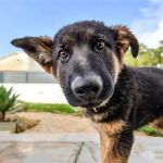 How to Spot Early Signs of Pet Kidney Disease