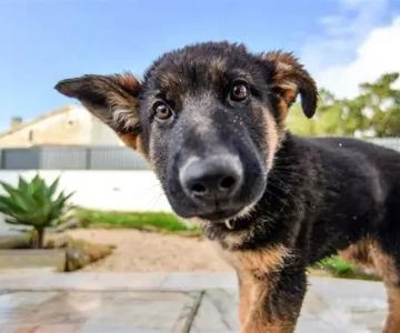 How to Spot Early Signs of Pet Kidney Disease