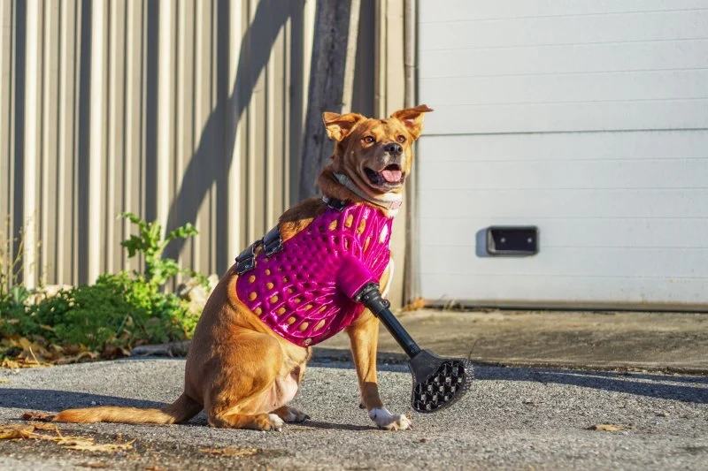 How 3D Printing Is Being Used in Pet Prosthetics & Surgery | Pet & Puppy