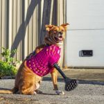 How 3D Printing Is Being Used in Pet Prosthetics & Surgery | Pet & Puppy
