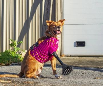 How 3D Printing Is Being Used in Pet Prosthetics & Surgery | Pet & Puppy