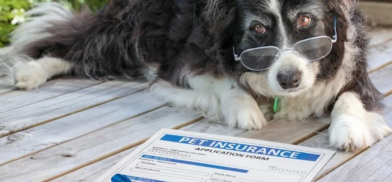 How to Tell if a Pet Insurance Policy Is a Scam - Tips to Protect Your Pet