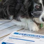 How to Tell if a Pet Insurance Policy Is a Scam - Tips to Protect Your Pet