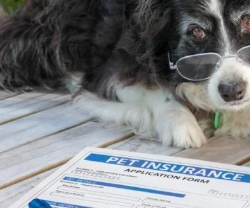 How to Tell if a Pet Insurance Policy Is a Scam - Tips to Protect Your Pet