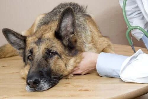 How to Recognize Illnesses Before They Get Serious in Pets