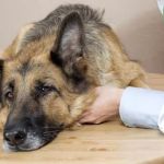 How to Recognize Illnesses Before They Get Serious in Pets