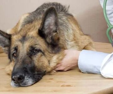 How to Recognize Illnesses Before They Get Serious in Pets
