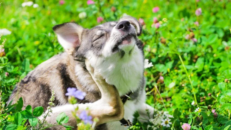 The Effect of Seasonal Allergies on Pets & How to Help