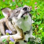 The Effect of Seasonal Allergies on Pets & How to Help