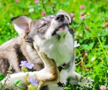 The Effect of Seasonal Allergies on Pets & How to Help