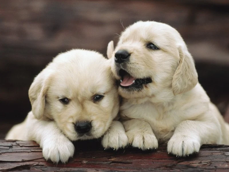 The Role of Probiotics in Pet Health: Should You Supplement?