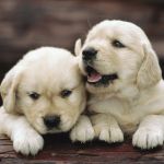 The Role of Probiotics in Pet Health: Should You Supplement?