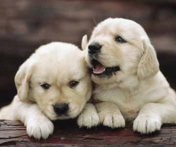 The Role of Probiotics in Pet Health: Should You Supplement?