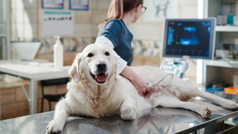 3D Imaging & Pet Diagnostics: What You Should Know