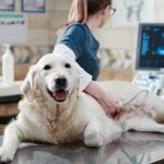 3D Imaging & Pet Diagnostics: What You Should Know